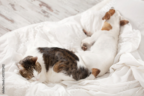 Sleeping pets on bed