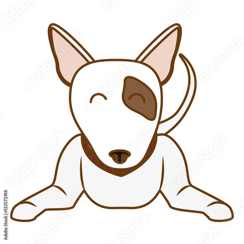 bull terrier dog icon over white background. colorful design. vector illustration