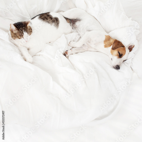 Sleeping pets on bed © Tatyana Gladskih