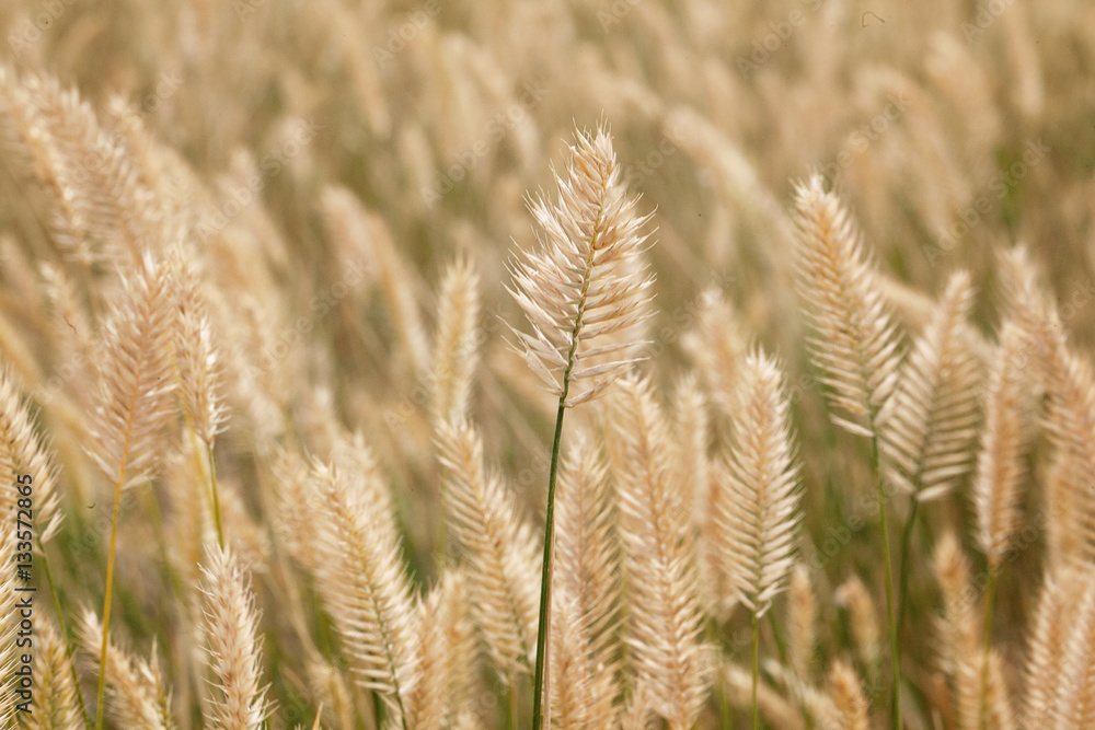 Stalk of Wheat