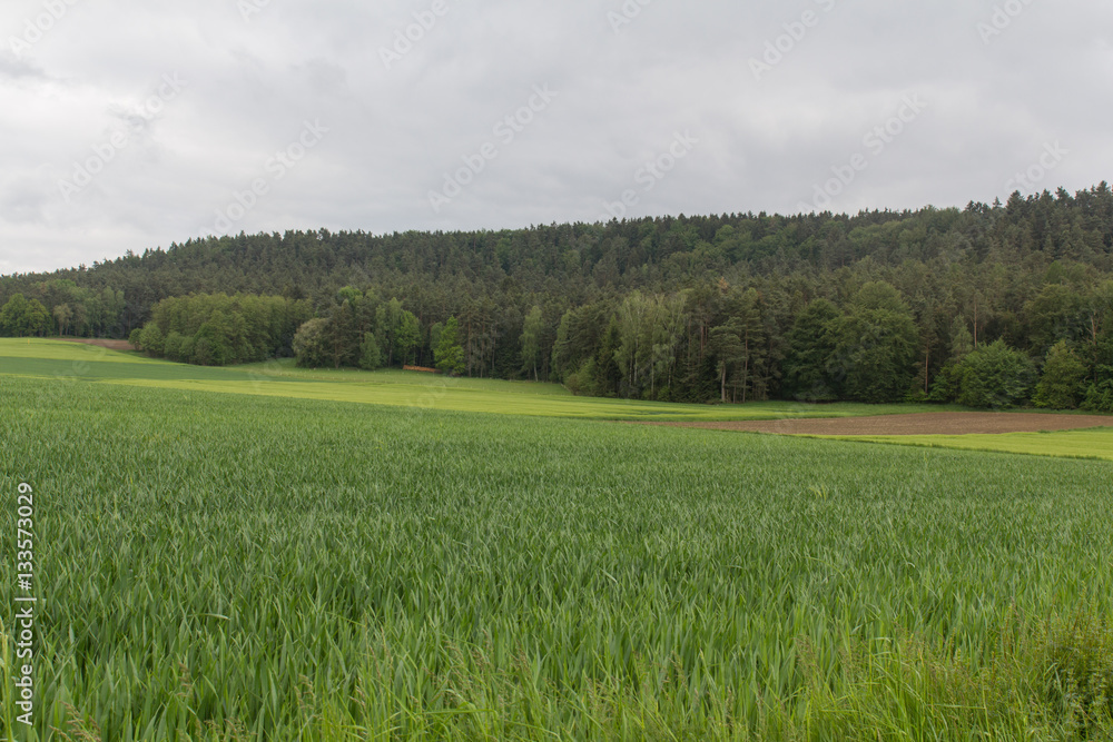 Fototapeta premium spring in bavaria