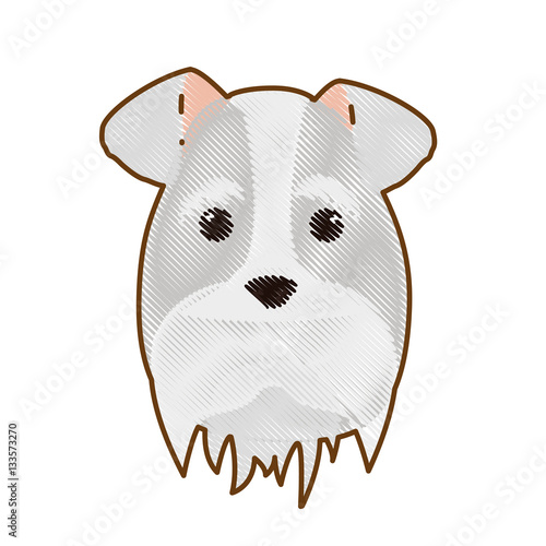 schnauzer dog face icon over white background. colorful design. vector illustration