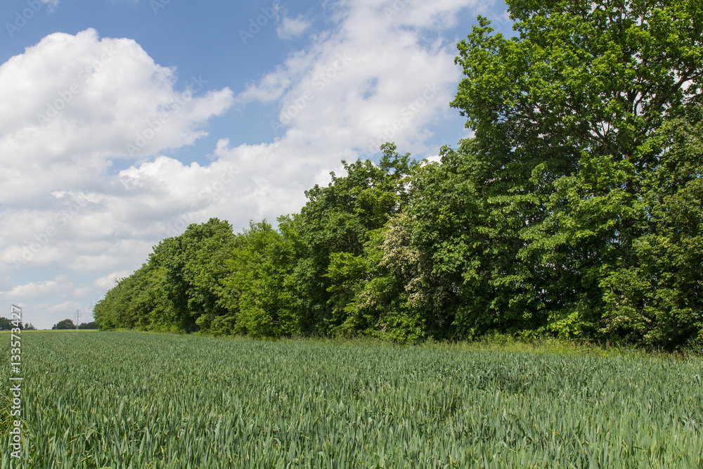 Obraz premium spring in bavaria