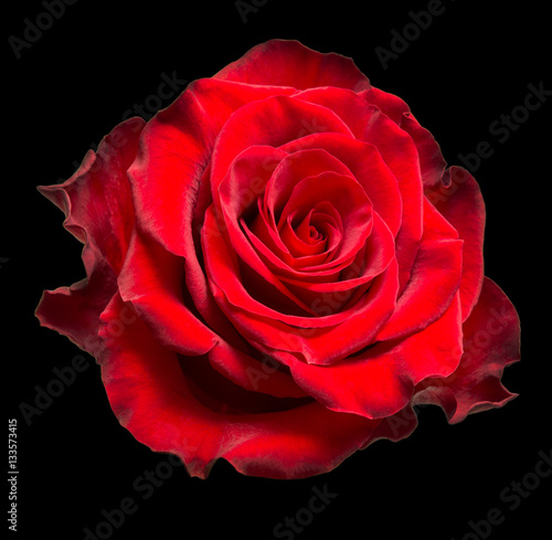 Fototapeta Naklejka Na Ścianę i Meble -  rose flower