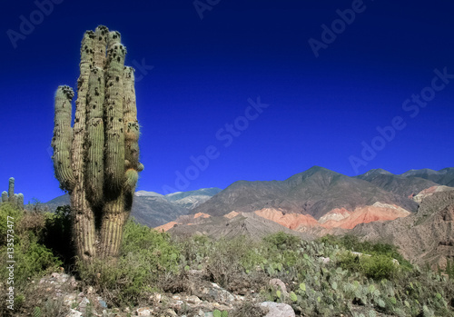Cactus landscape in Argentina