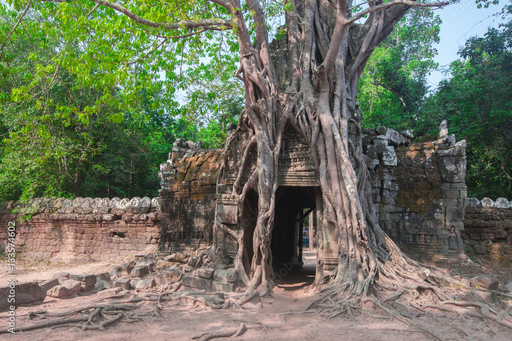 Tropical tree on Ta Som, Angkor wat in Siem Reap,Cambodia