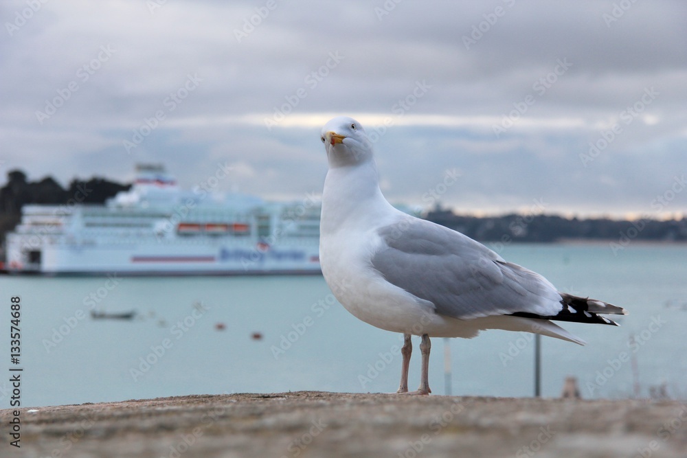 Une mouette étonnée sur la digue de Saint-Malo Une mouette étonnée sur la digue de Saint-Malo
