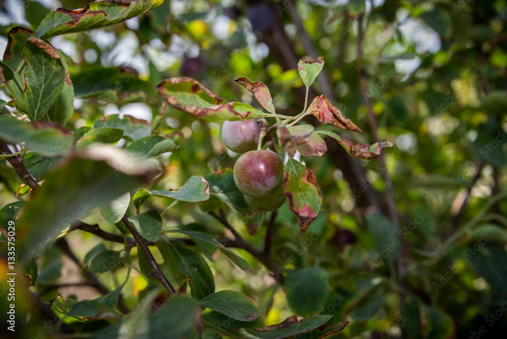 Plums growing at a farm Plums growing at a farm