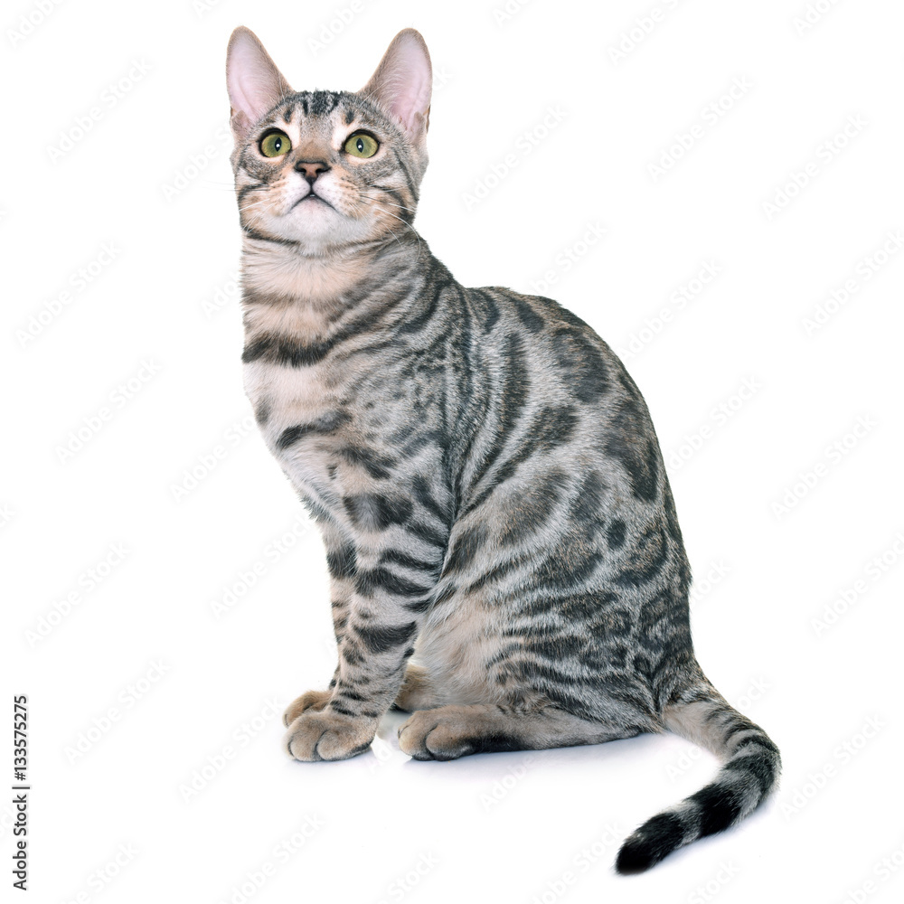 bengal kitten in studio bengal kitten in studio