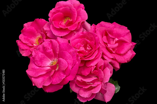 Flowers of pink roses on a black background