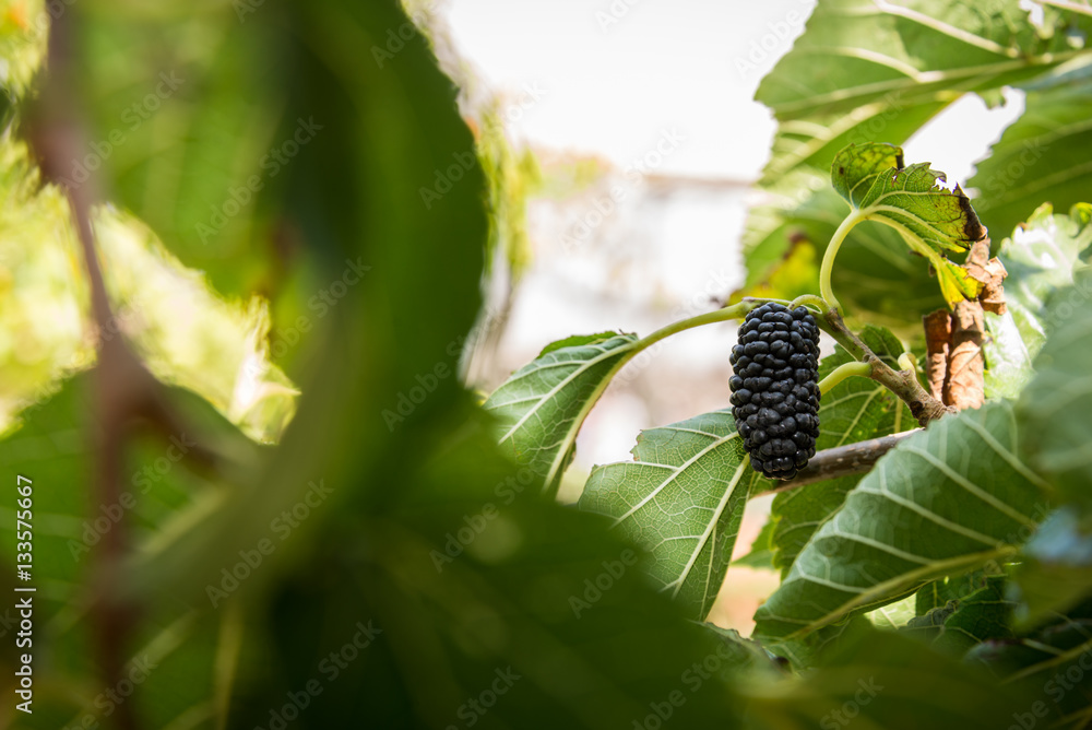 Mulberry at Gedera farm Mulberry at Gedera farm