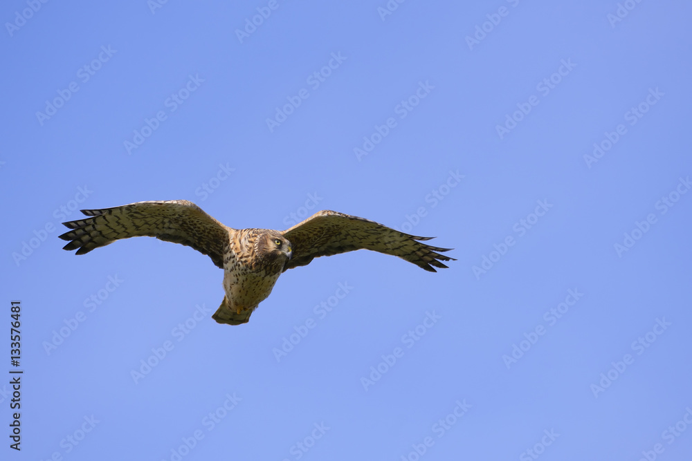 Obraz premium Northern Harrier