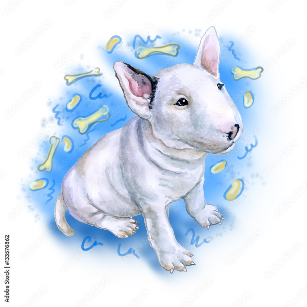 Watercolor portrait of white English Bull terrier, the white cavalier breed dog puppy  isolated on blue background with bones. Hand drawn realistic sweet pet. Greeting card design. Clip art. Add text