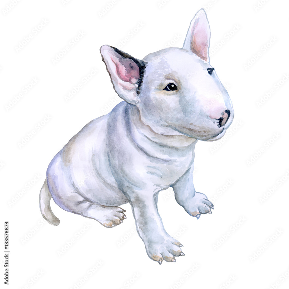 Watercolor portrait of white English Bull terrier, the white cavalier breed dog puppy  isolated on white background. Hand drawn sweet pet. Realistic look. Greeting card design. Clip art. Add your text