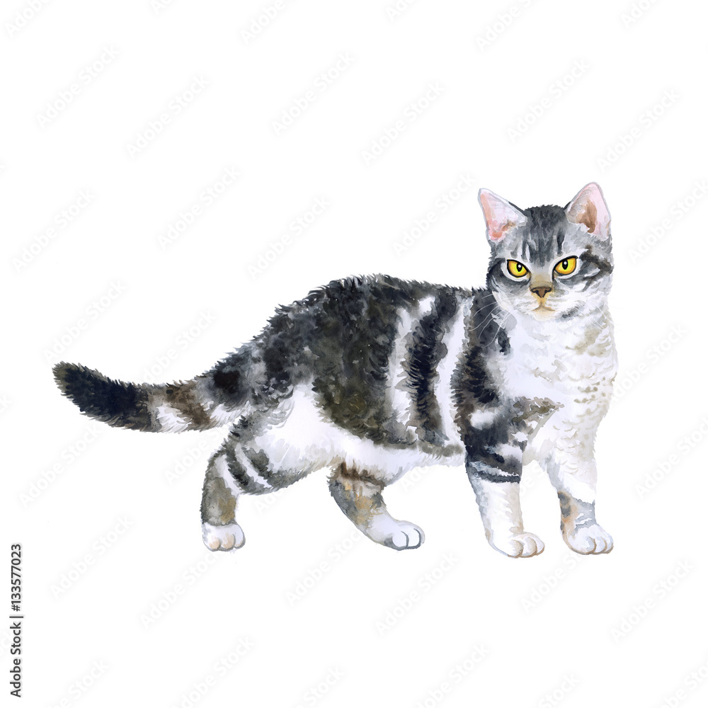 Fototapeta premium Watercolor portrait of rare exotic American wirehair cat isolated on beige background. Hand drawn detailed sweet home pet. Bright colors, realistic look. Greeting card design. Clip art. Add your text