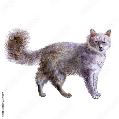 Fotografie Watercolor portrait of LaPerm curly hair cat isolated on white background