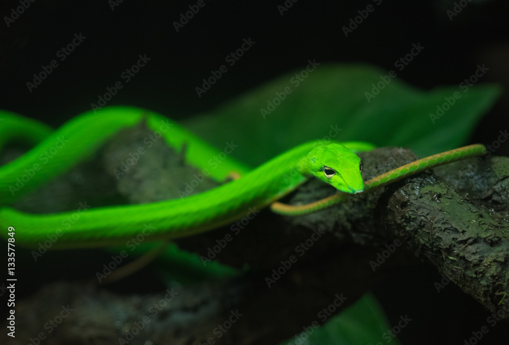 Bright green Vine Snake coiled around branch background blur with head in focus - Singapore Bright green Vine Snake coiled around branch background blur with head in focus - Singapore
