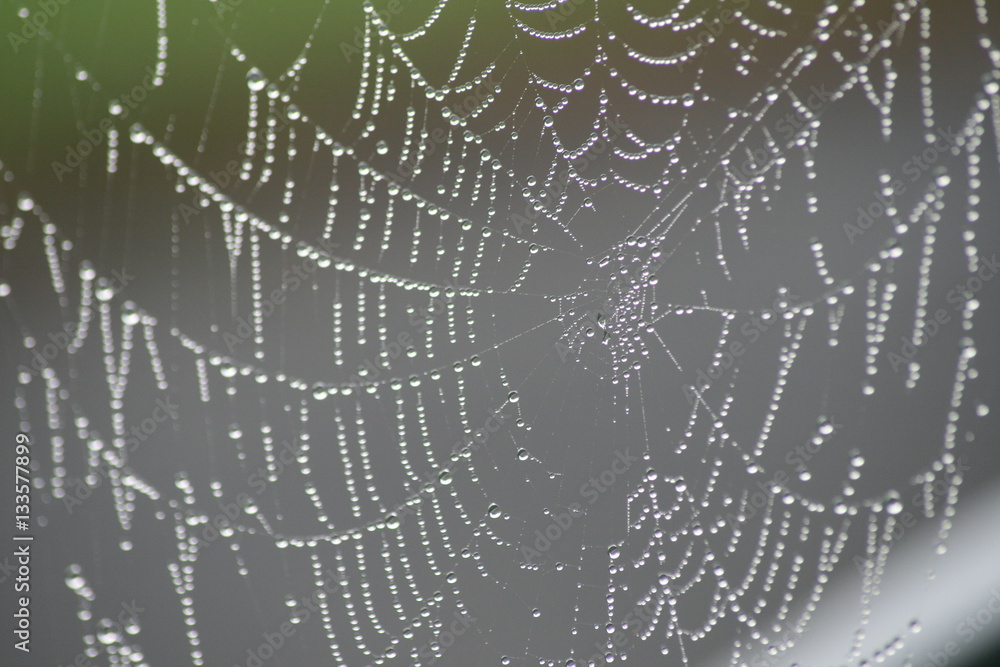 Obraz premium Spinnennetz 