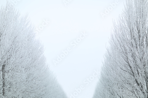 Snow Trees