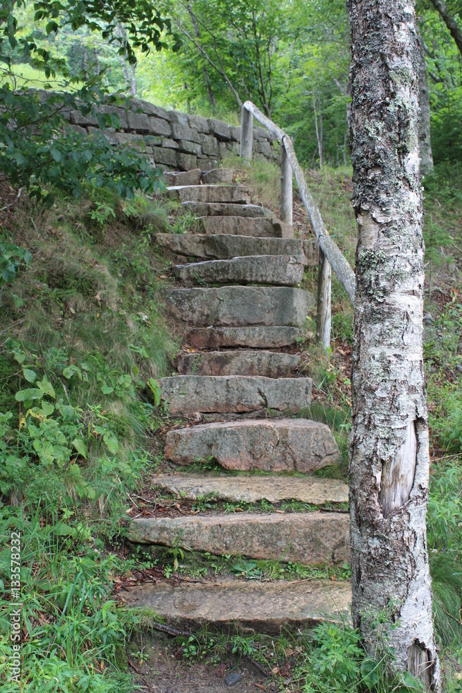 Stone stairs in the forest.