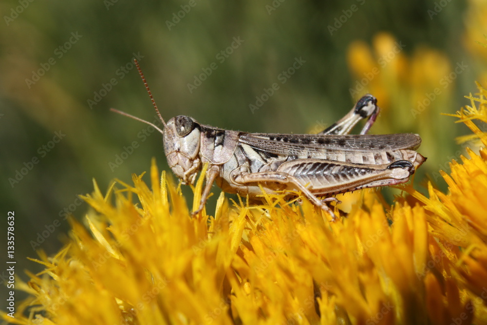 Fototapeta premium Grasshopper on top of flower.