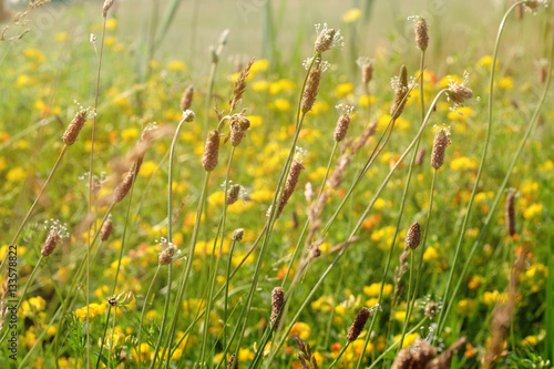 Meadow grass on blurred nat...