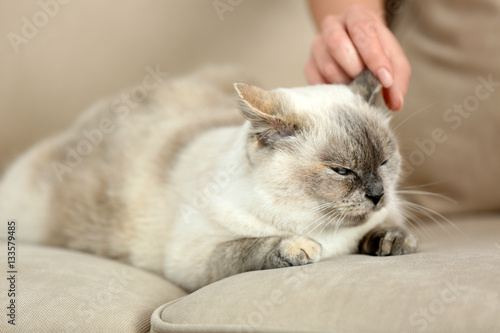 Fototapeta Naklejka Na Ścianę i Meble -  Female hand stroking cute cat lying on sofa