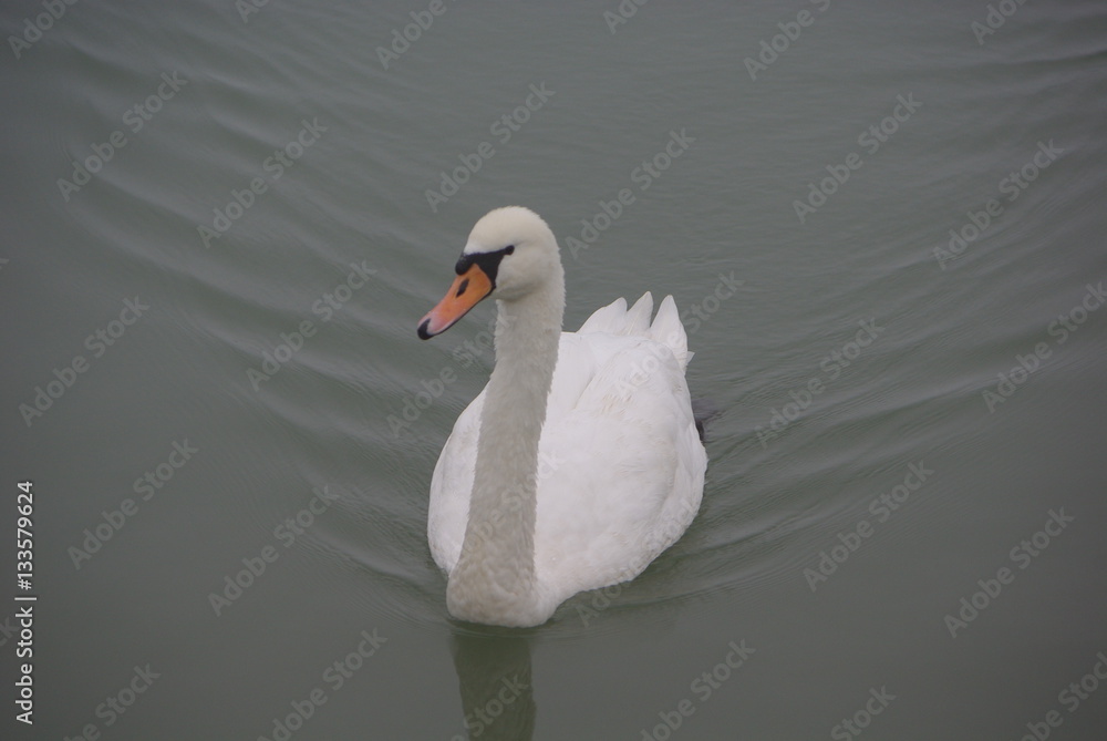 Obraz premium swan