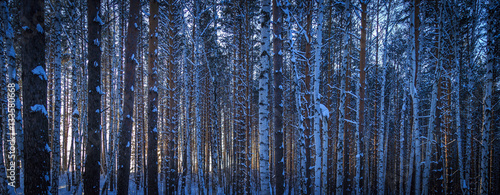 Winter forest in sunny weather during the day