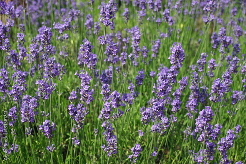 Lavender  Lavandula angustifolia  flowers