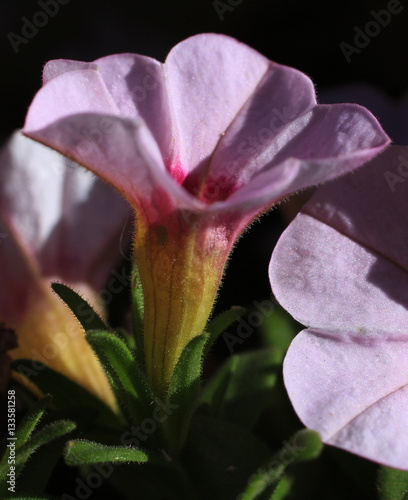 Pink flower.