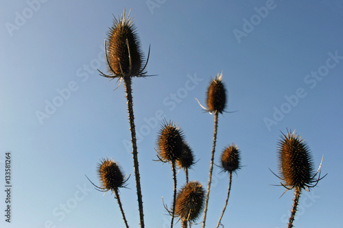 Teasel  Dipsacus fullonum  seed heads