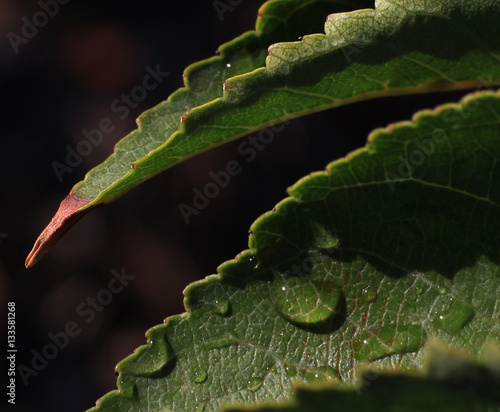 Green leaf with lots of texture and raindrops.