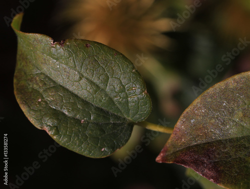 Green leaf with lots of texture.