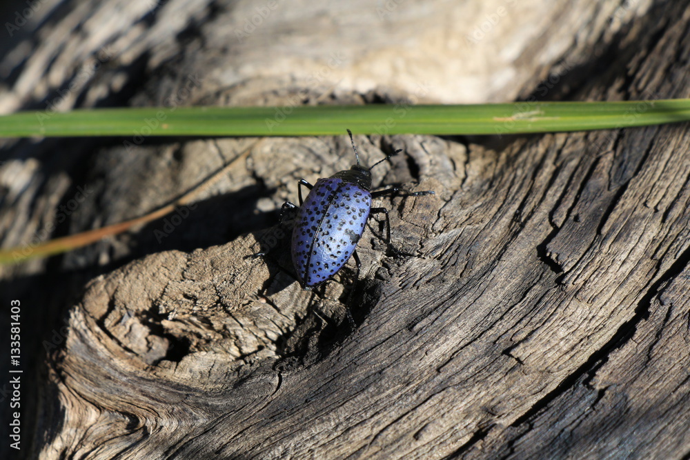 Obraz premium Blue bug on driftwood.
