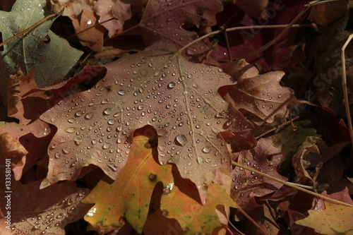 Leave covered with raindrops.