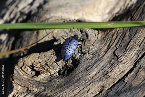 Blue bug on driftwood.