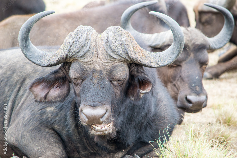 Naklejka premium African buffalo