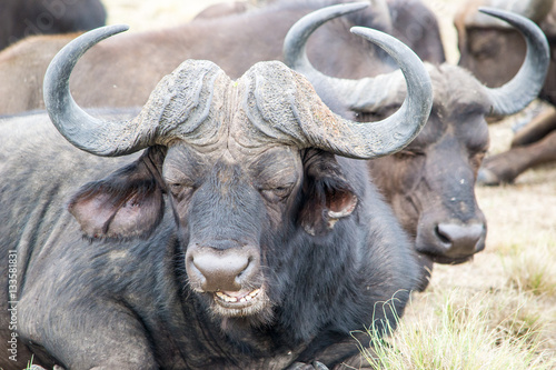 African buffalo