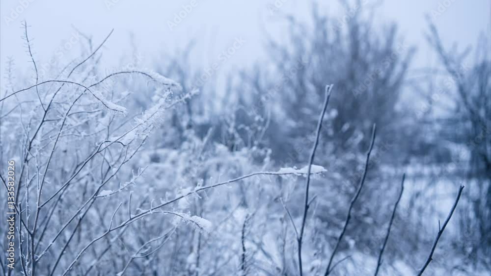 Calm winter weather with bushes covered with snow. Panning. Loop Calm winter weather with bushes covered with snow. Panning. Loop