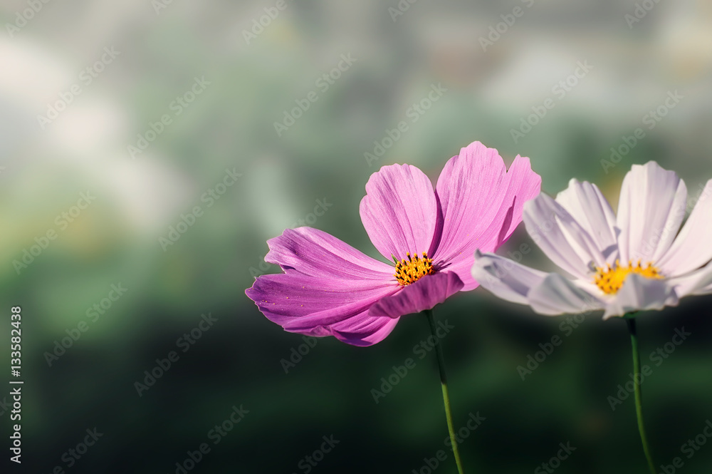 Beautiful pink flowers in the garden. Landscape Beautiful pink flowers in the garden. Landscape