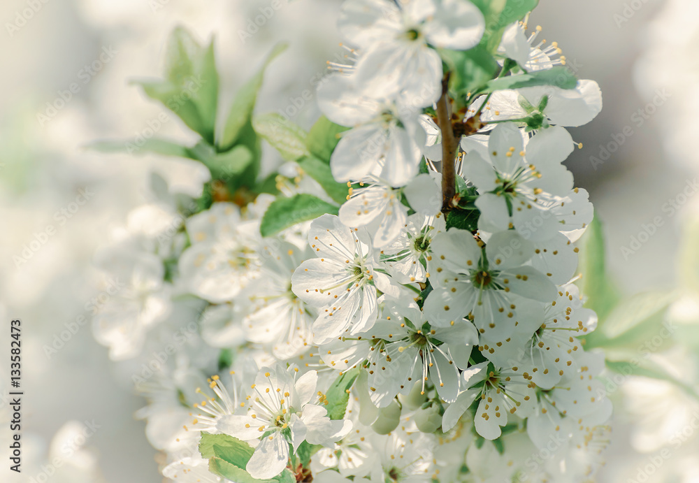 Fototapeta premium White flowers of the cherry blossoms on a spring day in the park
