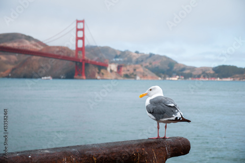 Seagull in San Francisco