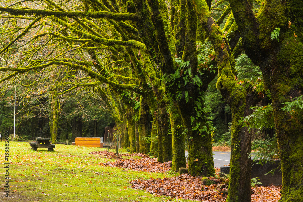 A row of moss covered trees stands along a road and meadow with a picnic table A row of moss covered trees stands along a road and meadow with a picnic table
