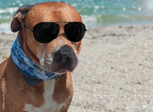 Auburn American pit bull terrier with black sunglasses on the be © nndanko