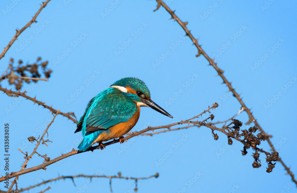 kingfisher on a branch. Piedmont, Italy kingfisher on a branch. Piedmont, Italy