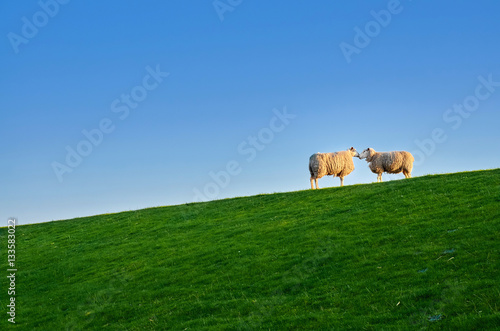 sheep on dike