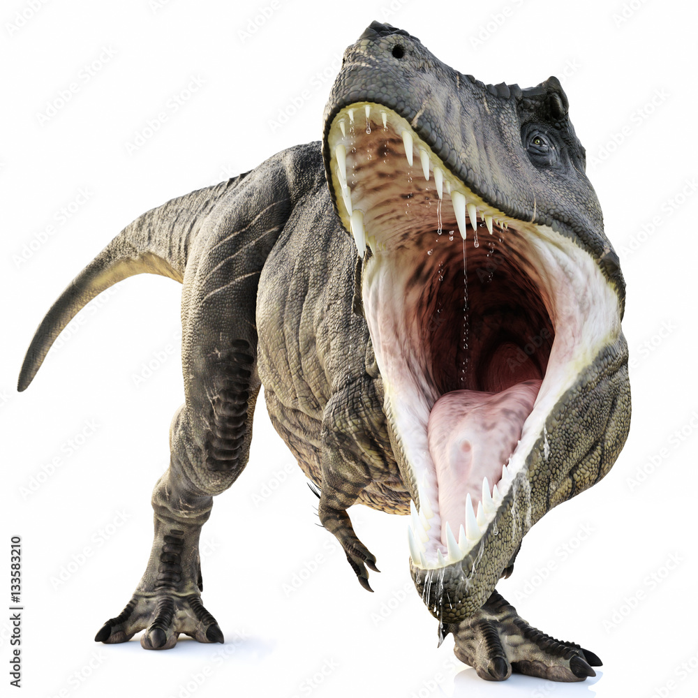 Fototapeta Atak tyranozaurem rex na pojedyncze białym tle. 3d rendering