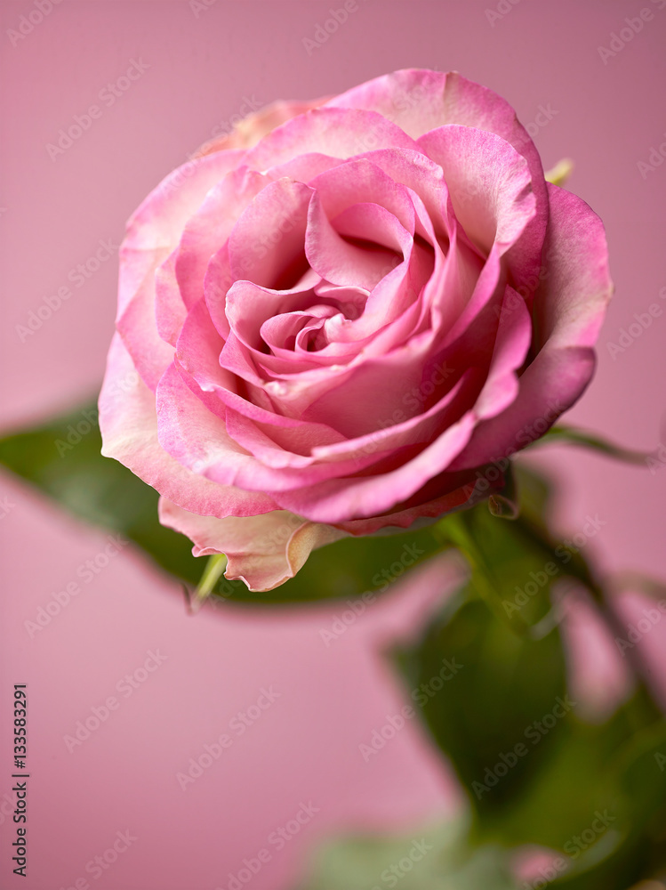 Fototapeta premium beautiful pink rose