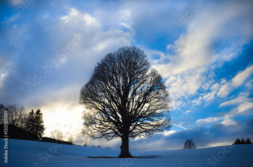 Silhouette of the tree against the winter sky